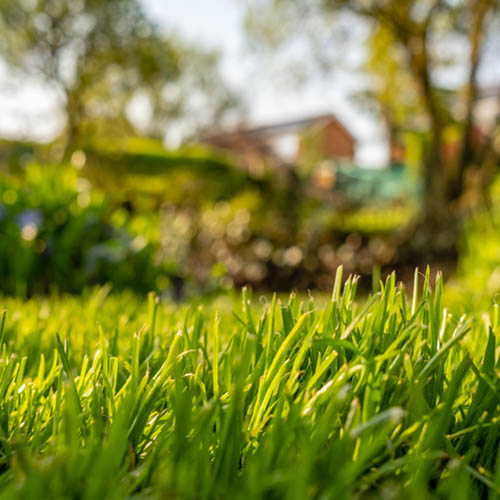 Ground level view of a well maintained and recently cut lawn.