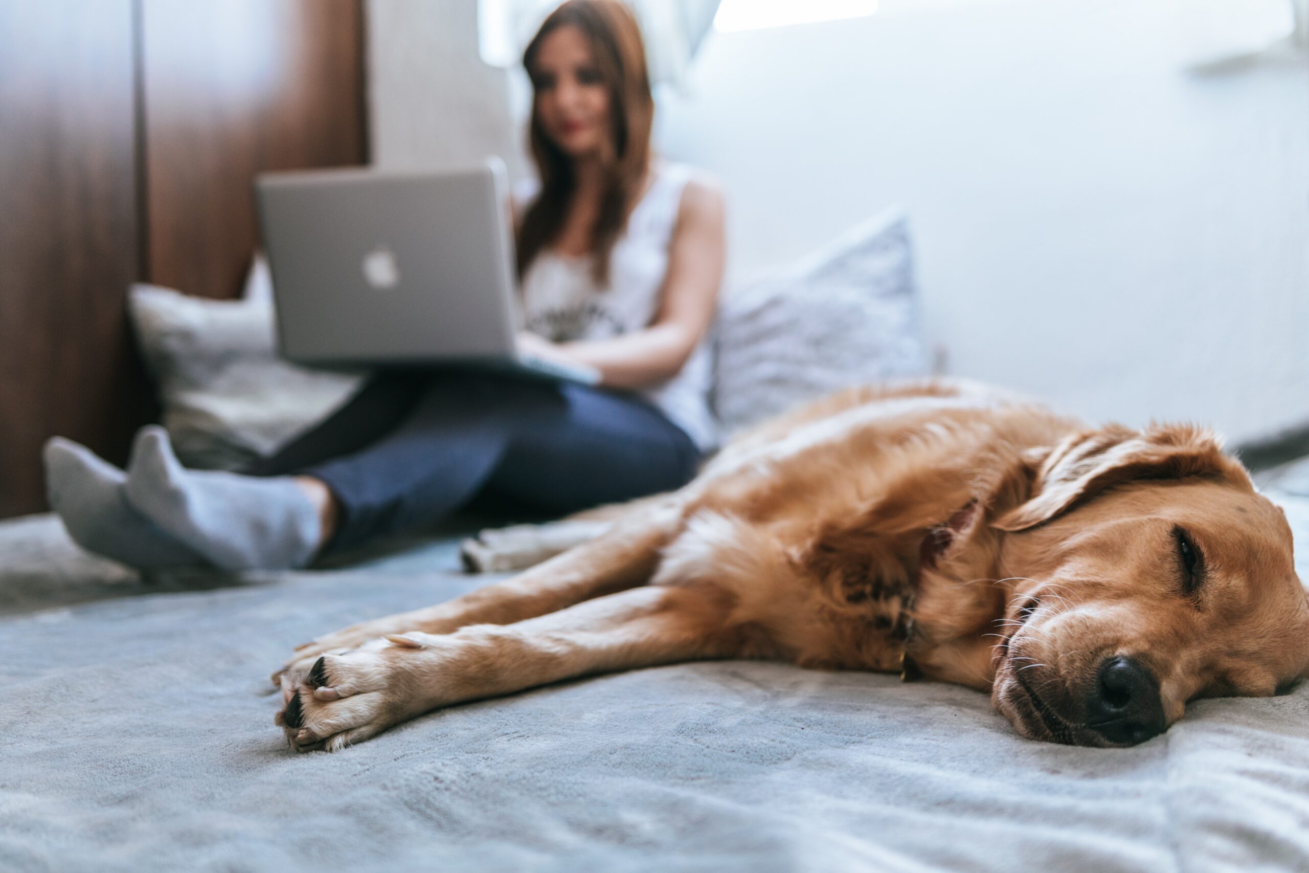 Golden retriever dog laying down next to a woman on her laptop. Woman on her laptop is blurry in the background and the dog is in focus.