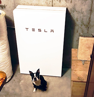 Boston Terrier dog in front of a Tesla Powerwall