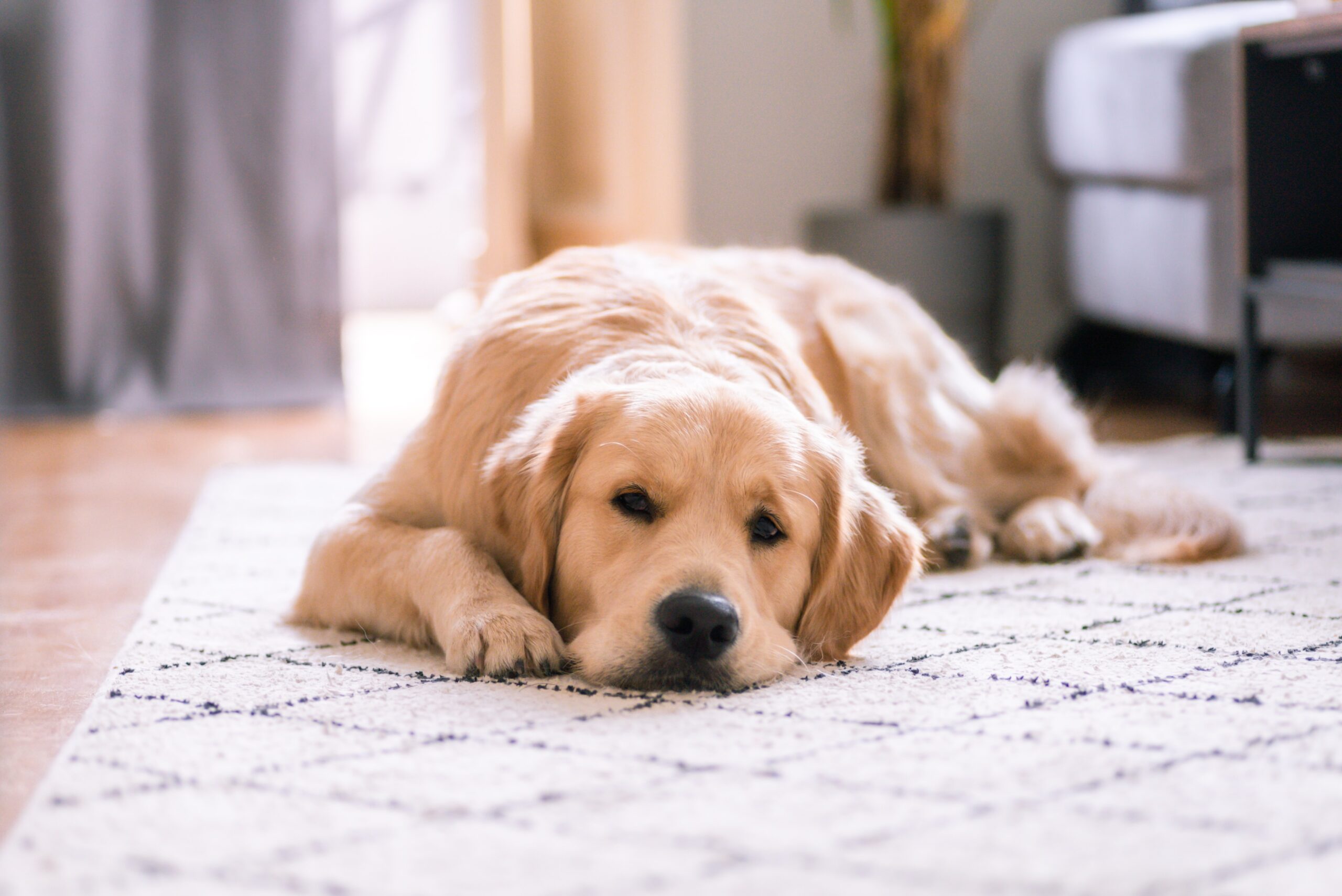 Golden retriever dog laying on a white rug on the floor